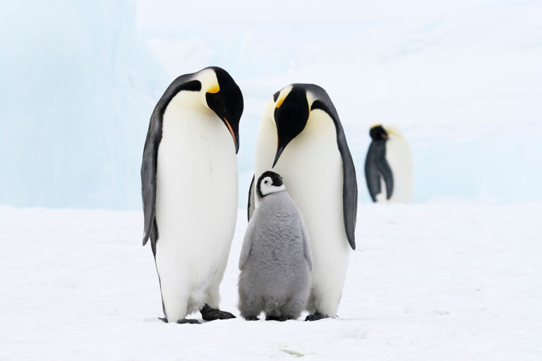 Celebrate World Penguin Day: Explore the Fascinating World of Penguins