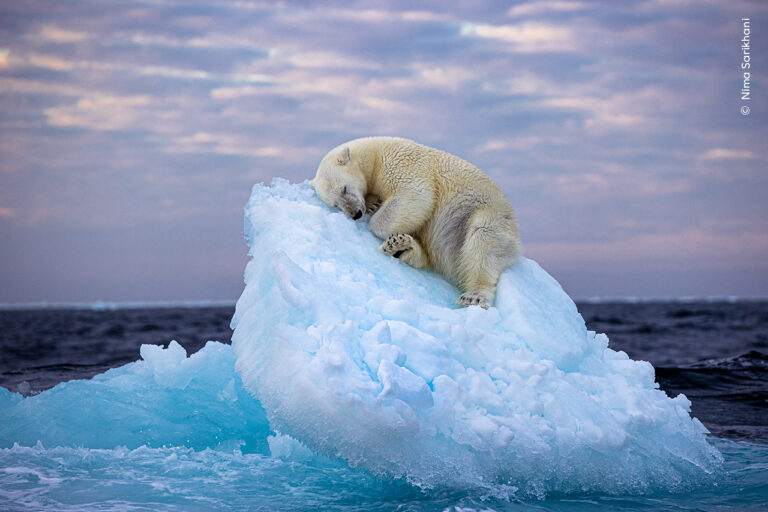 Ice Bed: The Photograph That Captured the Heart of the World